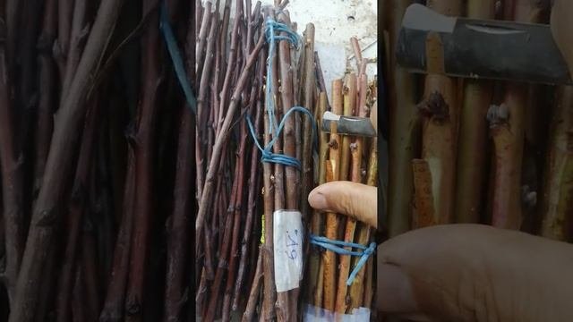 Черенки для весенней окклировки. Результат хранения 4,5 месяца.