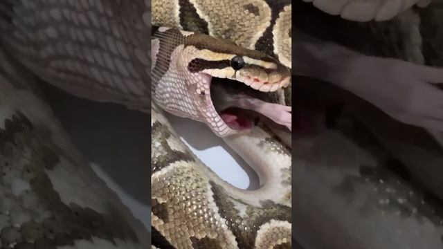 Королевский питон ест крысу #ballpython #python #pythonregius #питон #королевскийпитон #змея
