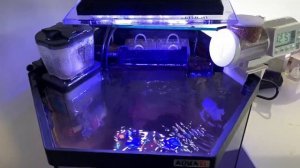 Спинорог-Пикассо колючий, Rhinecanthus aculeatus размера XL