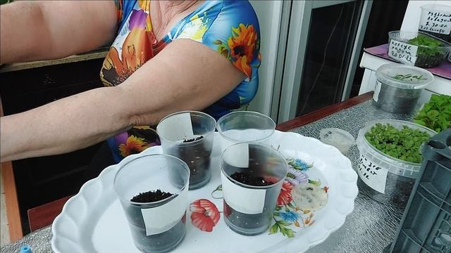 #Посев#ранних#сортов#перца#Сибирской#селекции/ смотреть онлайн