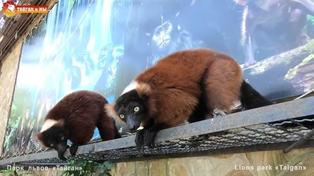 Лемуры Вари - первое знакомство! Они обалденные! Тайган. Lemurs Vary - first acquaintance. Taigan. смотреть онлайн