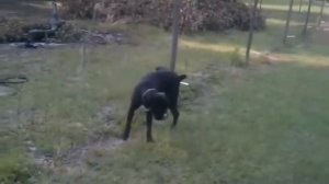 Собака писает на электрический забор.