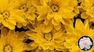 Хризантема мультифлора | чем удобрять