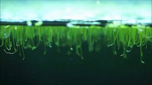 #Аквариум_15L без фильтра, без удо, без СО2. 10 месяцев после запуска. Обзор.