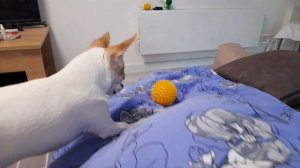 Играем ☺😁😅 We play #чихуахуа #chihuahua