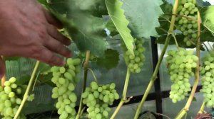 Виноград Августин