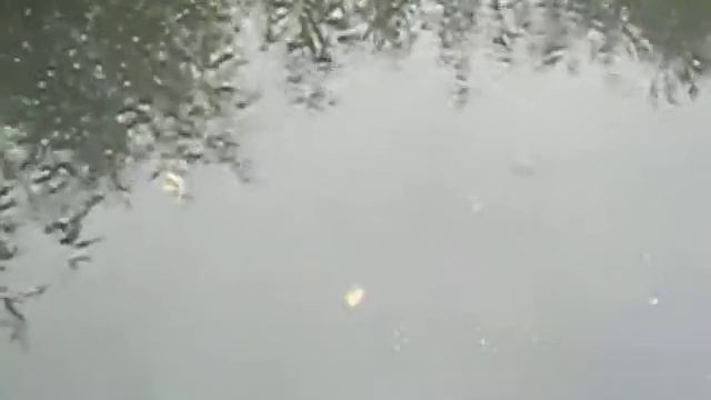 ЖКХ Новошахтинска. сток фикалий. смотреть онлайн