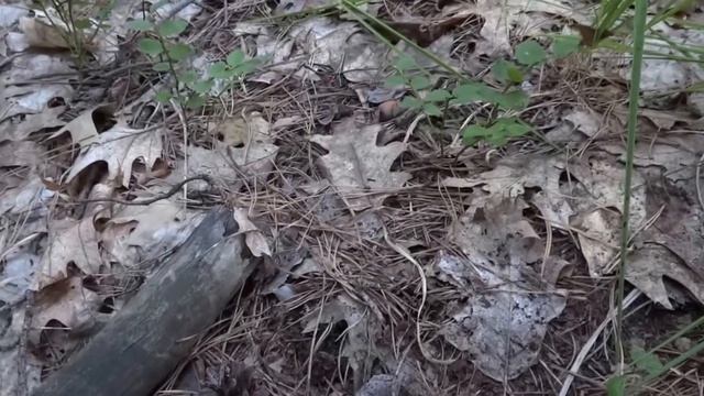 Поиск золота и кладов,маленькая царская рассыпуха,монетки и другое.. смотреть онлайн