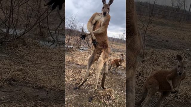 Арнольд Шварценеггер от кенгуру.