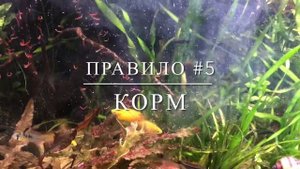 Правила содержания апистограмм