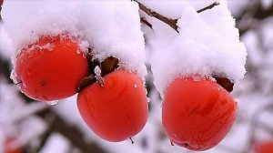 Самая Сладкая Хурма на планете