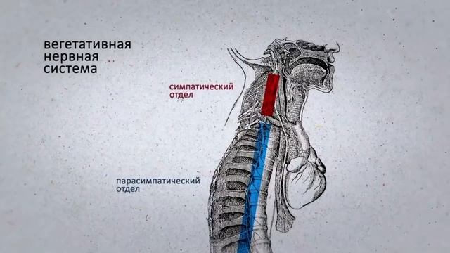 Спортсмена не надо жалеть, спортсмена надо беречь. смотреть онлайн