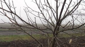 ОБРЕЗКА ГРЕЦКОГО ОРЕХА. КОРОТКО О ГЛАВНОМ