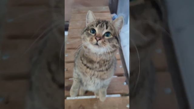 Котей Иваныч. Прекрасный кот.?