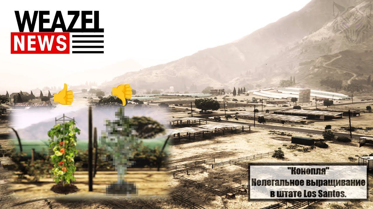 НЕЛЕГАЛЬНОЕ ВЫРАЩИВАНИЕ В ШТАТЕ LOS SANTOS | WEAZEL NEWS |  MAJESTIC #3