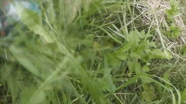 ? Ножницы аккумуляторные Bosch/ Отличная замена секаторам ✂️ смотреть онлайн