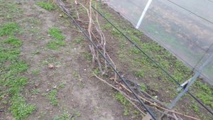 Подготовка винограда к укрытию на зиму .