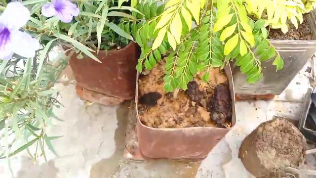 Malberry Ticoma vine curry leaves,rose plant repotting/rainy season Terrace garden work