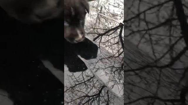 Щенята от мамы хаски с чёрной шерсткой и голубыми глазами, папа бежевый лабрадор смотреть онлайн