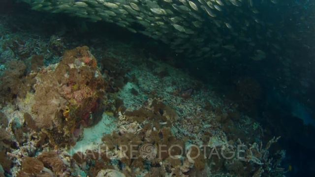 camera travels through large. dense school of scad, reveal reef below смотреть онлайн