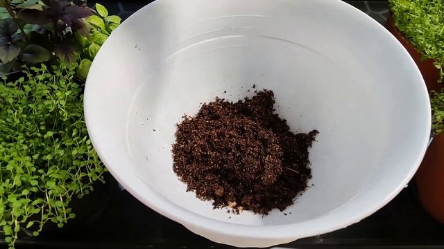 Корсиканская мята мини-минт. Высаживаем в кашпо