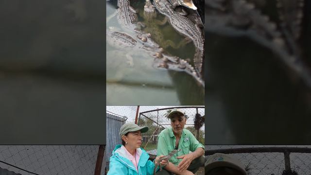 CAIMÁN GIGANTE DEL ORINOCO 🐊 en VENEZUELA 😱