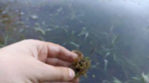 Нерест. Плотва. 2023.