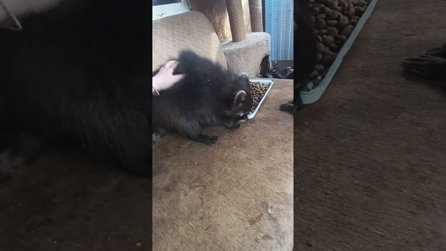 #ямыилюша #raccoon #енотики #помощьбездомнымживотным #животные #котики #собачки #анапа