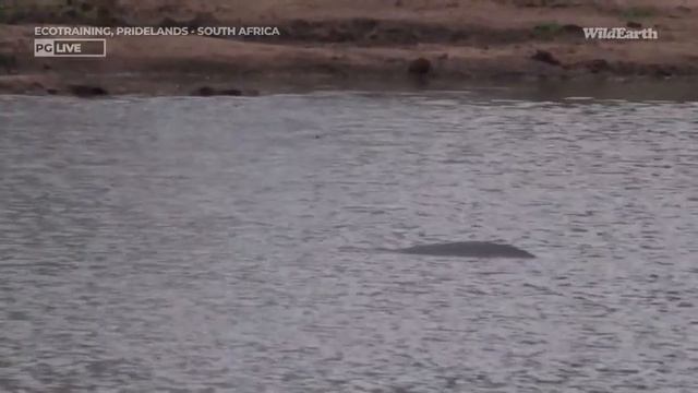 WildEarth - Sunset Safari - 08 Feb 2023 смотреть онлайн