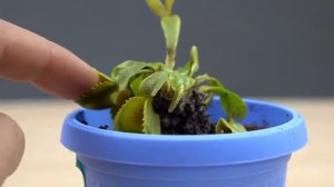 Палец в цветок мухоловка!!!