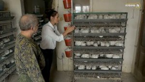 Перепелиная ферма в частном доме