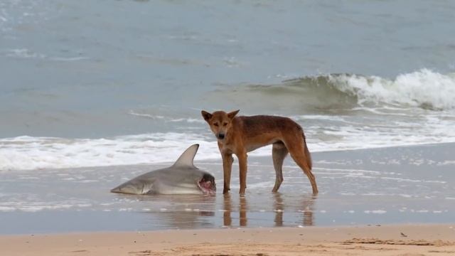 10 причин дважды подумать, прежде чем ехать в Австралию #2 смотреть онлайн