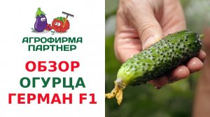 ОБЗОР ПАРТЕНОКАРПИЧЕСКОГО ОГУРЦА ГЕРМАН F1