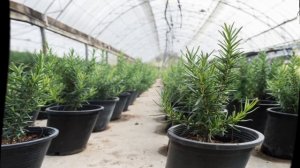 Как вырастить розмарин