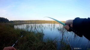 Ловля КАРАСЯ на маховую удочку и поплавок. Рыбалка в сентябре