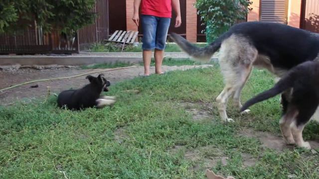 ВеоларДон помет "С" 2 мес 9 дней смотреть онлайн