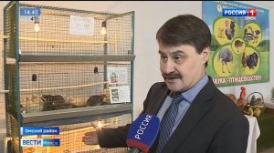 Новую породу перепелов вывели омские ученые