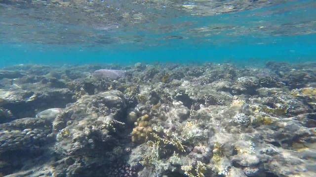 Красное море!