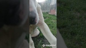 MovaviClips_Video_20220622-214114.mp4 Адель