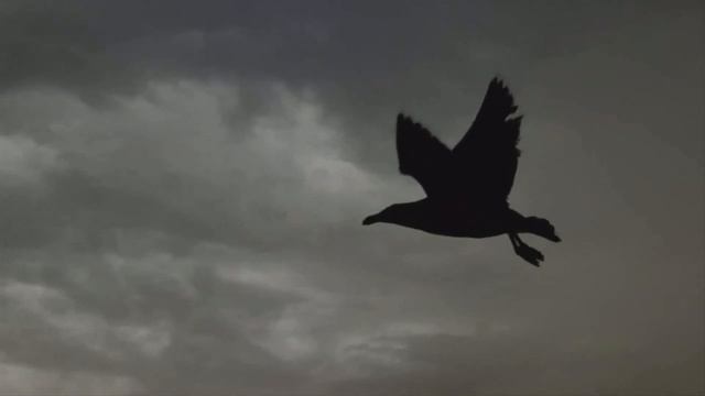 Футаж - Полет ворона смотреть онлайн