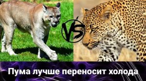 Леопард против пумы. Схватка один на один. Кто сильнее? Кто круче?