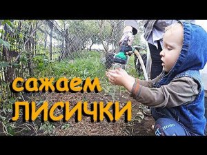 Сажаем ЛИСИЧКИ!