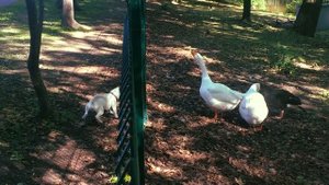 Как шипит гусь | Гуси кричат на собаку