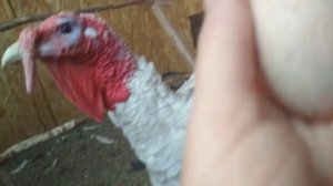 Когда занесутся индюки//Индюшки пять с половиной месяцев снесла первое яйцо