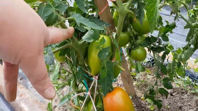 Томат Лакомка с носиком (от коллекционера) 13.08.22 или все же очень вкусный пересорт смотреть онлайн