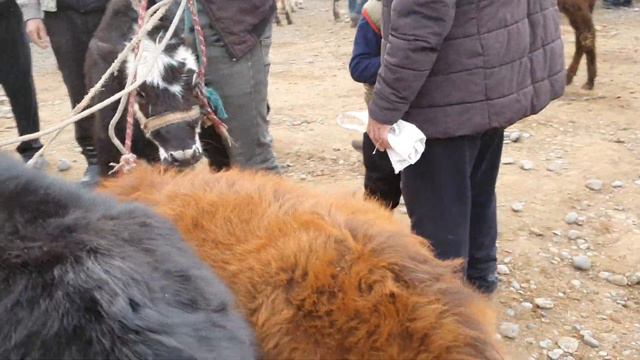 Mindon, Xonqiz , CHimyon kon Mol quy bozori narhlari 08,03, 2023.  arzon bozor.