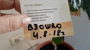 Кофе Арабика   как вырастить.