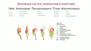 ЭВОЛЮЦИЯ СИСТЕМ ПОЗВОНОЧНЫХ ЖИВОТНЫХ | БИОЛОГИЯ