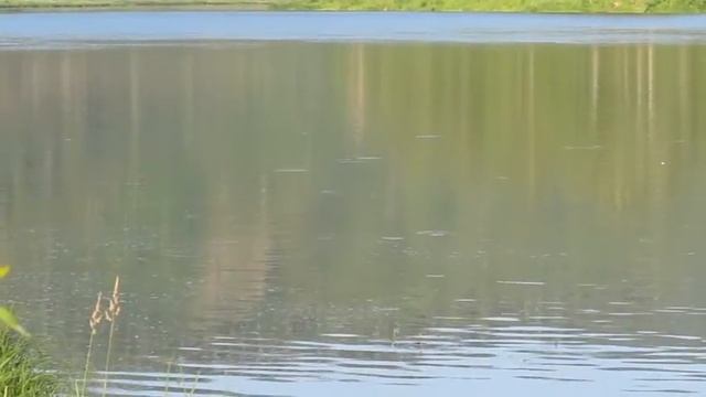 Рыба играет на Кондоме смотреть онлайн