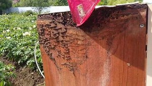 Черные муравьи на кухне.